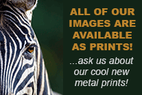 Prints Promo - Zebra