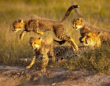 Cheetahs