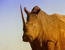 Rhino Spotting-Swaziland, South Africa & Zimbabwe