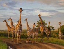 Giraffes at Zulu Nyala Game Lodge