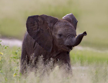 Elephants