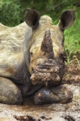 Rhinos